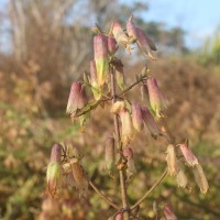 Kalanchoe pinnata (Lam.) Pers.